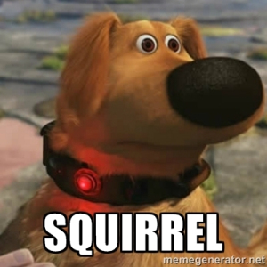 squirrel.jpg