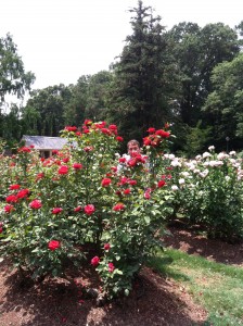 Hiding in the roses roses